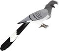 Vector White-bellied go-away-bird isolated Royalty Free Stock Photo