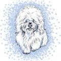 Vector white cute dog Bichon Frise breed