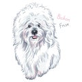 Vector white cute dog Bichon Frise breed