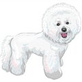 Vector white cute dog Bichon Frise breed