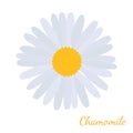 Vector white daisy chamomile, herbal cosmetics plant, botanical flower in cartoon flat style for promotion, wedding.