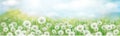 Vector white dandelions field. Spring nature background