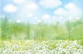 Vector white dandelions meadow.  Spring nature background Royalty Free Stock Photo