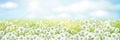 Vector white dandelions meadow.  Spring nature background Royalty Free Stock Photo