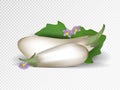 Vector white eggplants isolated on the transparent background Royalty Free Stock Photo