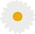 Field Daisy White