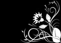vector white flora on black background