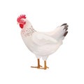 Vector White Hen, Chicken Illustration Icon Royalty Free Stock Photo