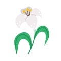 Vector white lily icon. Easter symbol flower illustration. Floral clip art. Cute flat spring plant isolated on white background Royalty Free Stock Photo