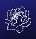 Peony rose flower vector drawing Royalty Free Stock Photo