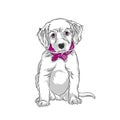 Puppy labrador sitting. Vector white dog