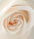 Vector white rose closeup Royalty Free Stock Photo