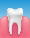 Vector white single tooth in healthy gums on blue background - stomatology, dental hygiene
