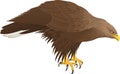 Vector white-tailed eagle illustration Royalty Free Stock Photo