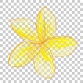 white and yellow Doodle Frangipani Flower, at transparent effect background