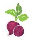 Vector whole beet root with leaves