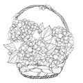 Vector wicker basket with bouquet of outline Hydrangea or Hortensia flower bunch and ornate leaves in black isolated on white. Royalty Free Stock Photo