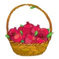 Vector wicker basket with outline whole Pomegranate fruit and green leaf isolated on white. Drawing of Pomegranate harvest.