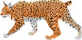 vector wild bobcat lynx illustration