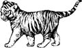 Vector wild cats illustration kitten tiger cub