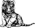 Vector wild cats illustration kitten tiger cub