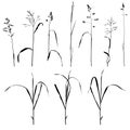 Vector wild cereal plants Royalty Free Stock Photo