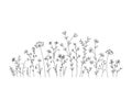 Vector wild herbs and flowers doodle illustration. Field with grass and wildflowers isolated on white