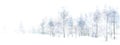 Vector winter  snowy forest isolated. Winter landscape Royalty Free Stock Photo