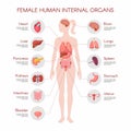 vector woman internal organ poster