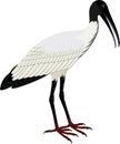 Vector Wood stork Mycteria americana Royalty Free Stock Photo