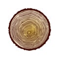 Vector Wood Texture Cross Section Tree Rings Cut Slice Brown Stump Isolated on White Showing Age and Years Royalty Free Stock Photo