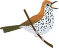 Vector wood thrush Hylocichla mustelina Royalty Free Stock Photo