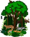 Vector woodland green forest with animals Royalty Free Stock Photo