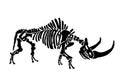 Vector illustration of woolly rhino skeleton isolated on white,graphical fossils,paleonthology Royalty Free Stock Photo