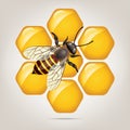 vector working bee on honeycells Royalty Free Stock Photo