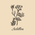 Vector yarrow illustration. Hand drawn Achillea branch sketch. Milfoil plant background. Officinalis,cosmetic herb logo.