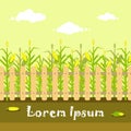 Vector yellow cornfield with fence in flat style.