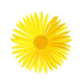 Vector yellow daisy flower isolated on white background. Spring-yellow chamomile. Royalty Free Stock Photo