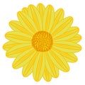 Field Daisy Yellow