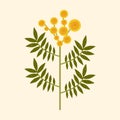 Vector yellow flower illustration. Modern flat Mimosa flower with leaves on pastel background. Stylized Australian Royalty Free Stock Photo