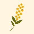 Vector yellow flower illustration. Modern flat Mimosa flower with leaves on pastel background. Stylized Australian Royalty Free Stock Photo