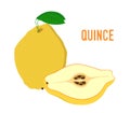 Vector yellow fruit - juicy quince