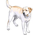 vector Yellow gun dog breed Labrador Retriever