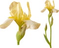 Vector yellow iris. Royalty Free Stock Photo
