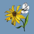 Yellow Jerusalem Artichoke Flower With A Ladybug On A Petal And A Fluttering Butterfly, Against A Faded Denim Color