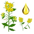 Vector yellow Mustard plant and drop