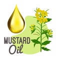 Vector yellow Mustard plant and drop illustration