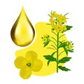 Vector yellow Mustard plant and drop template