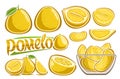 Vector Yellow Pomelo Set Royalty Free Stock Photo