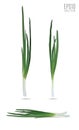 Young green onion set isolated on white